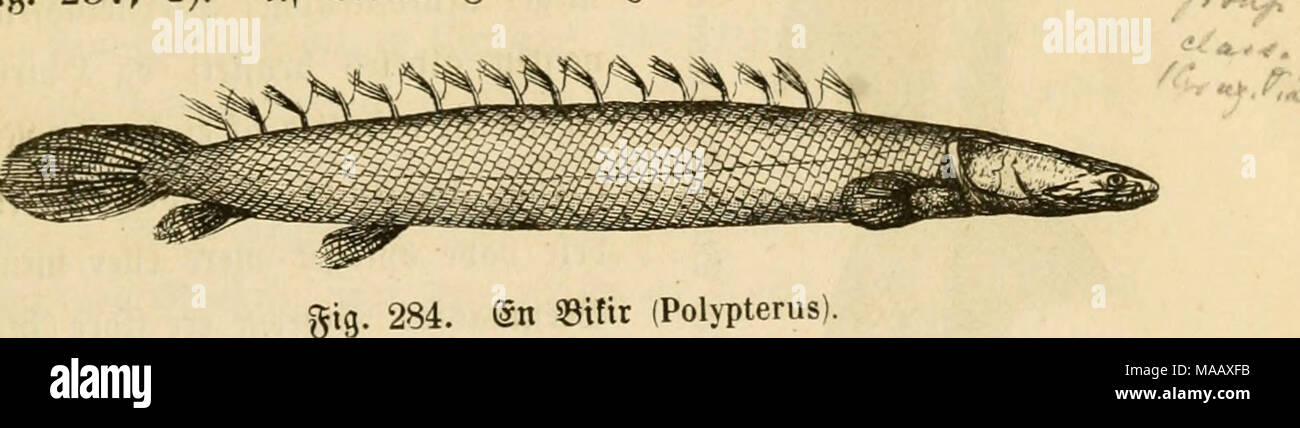 . Dyreriget : (Laerebog i zoologien, nr. 1) . 284. @n 33ittt (Polypterus) ©(ægter, begge gerftoanbéfifle, nemlig 53ifir'en (Polypterus) i Slfrifa« glober, ubmærfet beb, at ^ftjgfinnen er optoft i en 9?æffe (Smaaftnner, og ^anbfergebben iLepidosteus) i &quot;Dfiorb^Slmerifa, fom ligner ^ornfiften ceb tiæberne« ^orlcengelfe og 9tt)gfinneng (StiUing, men afbiger fra aOe anbre m^ ^eroeb, at C)btrbterne itte ere ^ule for og bag, men forbunbne beb tjoceloebe ^ebfnuber forpaa 09 Sebf|uler af tilfoarenbe Sorm bag^)aa ^oirolerne. 3 CElbre 3orb^eriober »ar benne gamtUe bcrimob ocerorbctitig btttotoig og Stock Photo