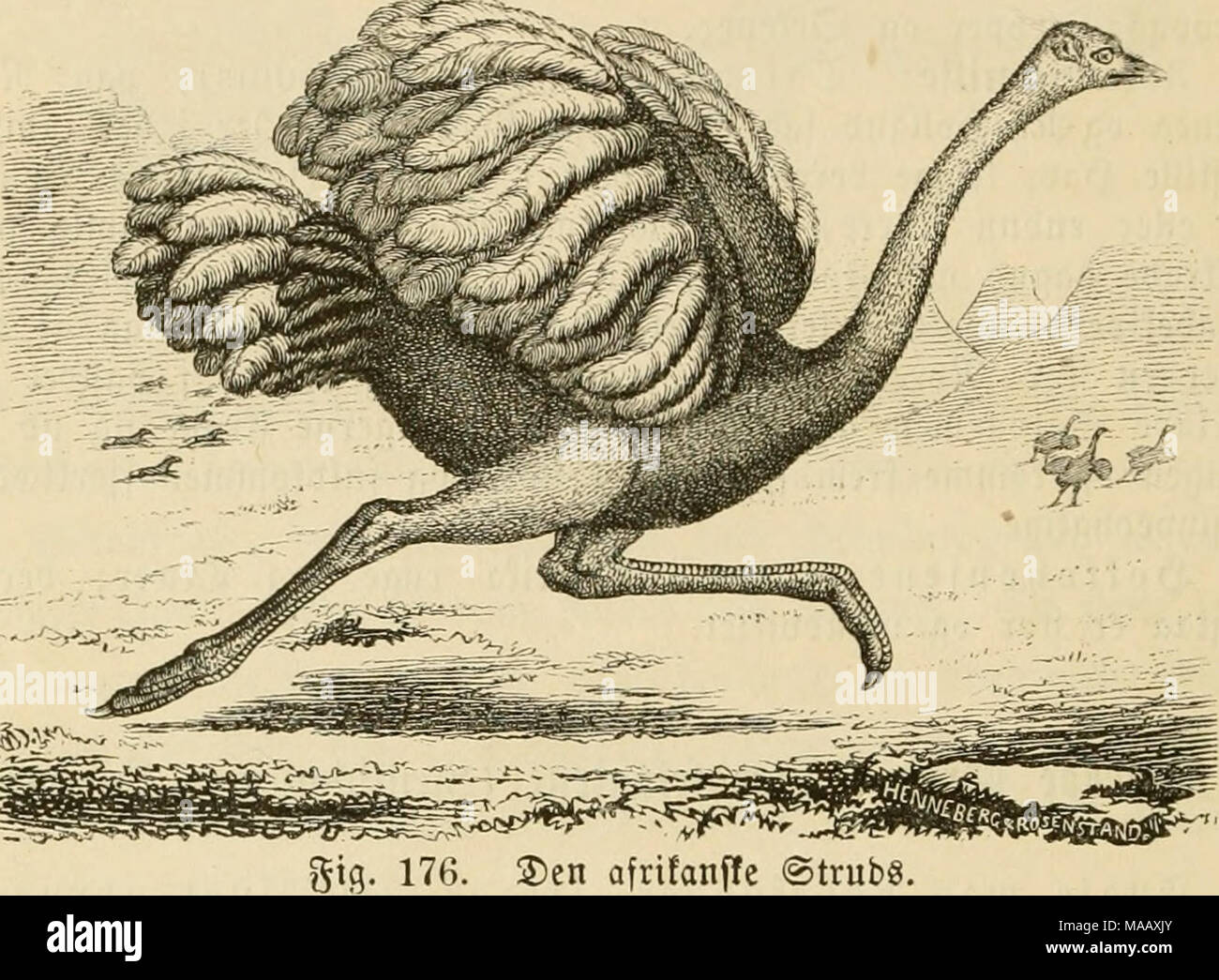 Dyreriget : (Laerebog i zoologien, nr. 1) . jig. 176. jDen afrifanfle  ©trube. noget ftørre enb ^unnen og maa ofte ene ubruge be talvige 2@g, fom  flere |)unner lægge i ben, image size:1300x1045