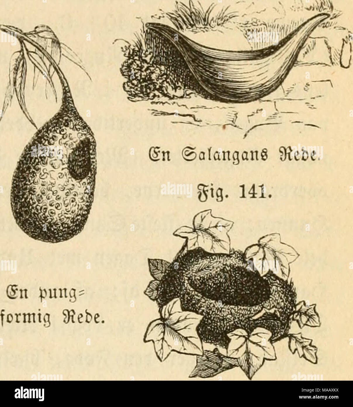 . Dyreriget : (Laerebog i zoologien, nr. 1) . 9?CEberne8 fælled ©fræbber* &lt;Sn pung* 9f?ebe Sugning. fuglene 5Rebe. fcrmtg 9?ebe, gn hiroeformtg Stebe. 9?eber, fom ofteft meb 2Iabningen i ben nebab »enbte (Snbe, fom OJieifer, ^Bceoere o. [. to. anbringe l)eett ube paa ®pibfen af ©re-- nene; unbertiben ere be afbeelte i to 9?um, af ^toilfe bet ene er cDerlabt ^annen, mebené ^unnen ruger i bet anbet. i^flere afrt* fanffe ©angfugle (af 33cEtoerne§ @tægt) b^gge bereé 9?eber felffabeligt, tæt fammen, og nogle Strter forene bem enbog til ftore ^uber meb fæfleé 2;ag, unber i^oilfet ^»er gugl f)ar f Stock Photo