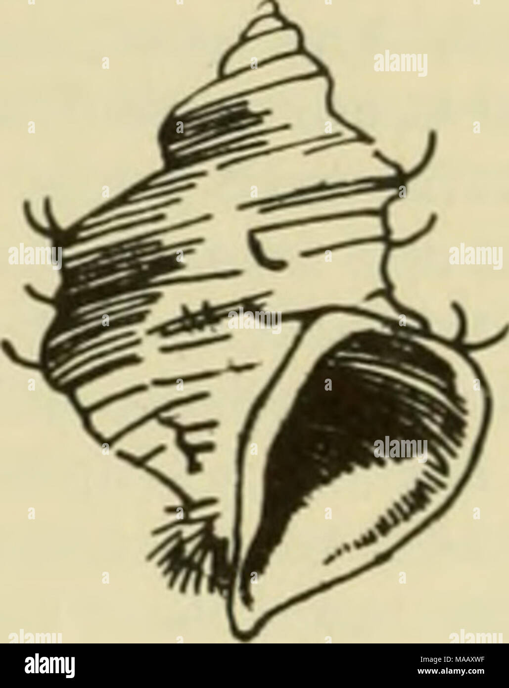 . East coast marine shells; descriptions of shore mollusks together