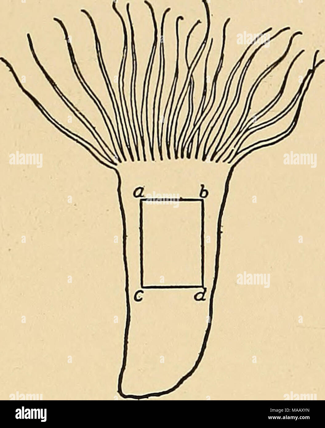 . The dynamics of living matter . Fig. 46. run parallel with the axis of symmetry of the animal from the tentacles to the foot. The number of these elements may be supposed to corre- spond to the number of the outer row of tentacles of the normal animal. Each such element behaves like a Tubu- larian, with this difference, however, that the elements in Cerianthus are more strongly polarized than Tubularia. No heteromor- phosis has thus far been produced in these elements in Cerianthus, and each one is able to form a tentacle at its oral pole only. This fact can be nicely illustrated in the foll Stock Photo