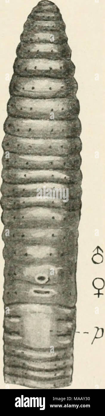 . Earthworms and their allies . Fig. '.). Ventral view of Polytoreutus Kilindinensis, head end ( x 2). p papillae, d" male pore, ? female pore. distinguish by their external characters only. For the apertures of the spermathecae and sperm ducts Stock Photo