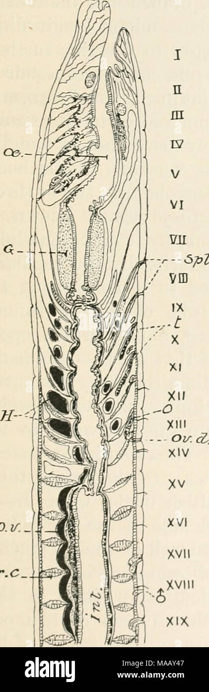 . Earthworms and their allies . Fig. 5. A longitudinal section through the middle of the first nineteen segments of the body of Notiodrihis vasliti (a species very closely allied to that described in the text), the seg- ments are numbered i, ii, &c. D.v. dorsal blood vessel, G gizzard, H hearts, oe oeso- phagus lying in front of gizzard behind which another tract of still narrow oeso- phagus is seen opening into Int. intestine. The whole alimentary canal is supported by the intersegmental septa (Pr.c.) between which is the system of spaces forming the coelom, ov.d. pore of oviduct, Splh. o Stock Photo