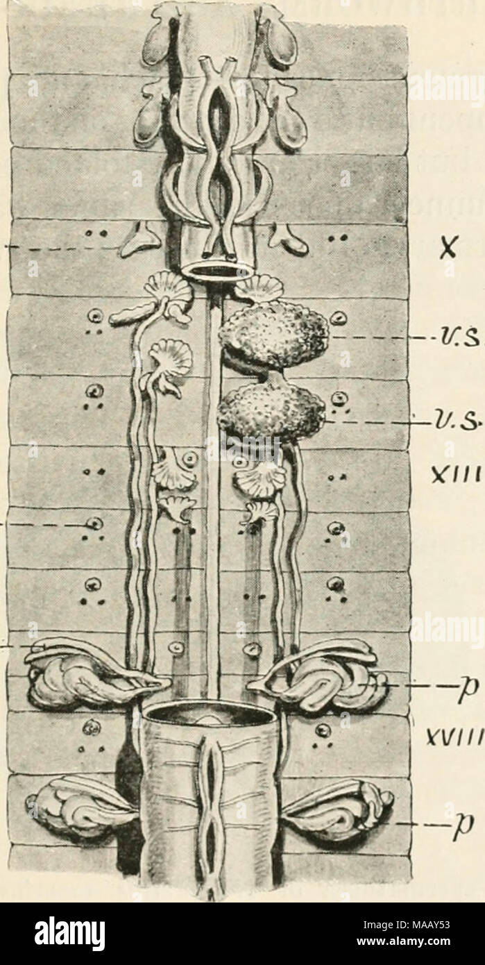 . Earthworms and their allies . Fig. 6. Genital region of Maoridrilus disiimilis (in wliich species the different organs are essentially as in Notiodrilus tamajusi). The oesophagus is cut away between the xth and xviiith segments to display the various organs, n external orifices of nephridia which alternate in different segments ; the one lettered opens in front of dorsalmost pair of setae, that of segment xvi opens in front of ventralraost pair, ji coiled glands opening on to xvith and xixth segments, .«â . sacs containing long seta, associated with these glands, t spermary of segment; anot Stock Photo