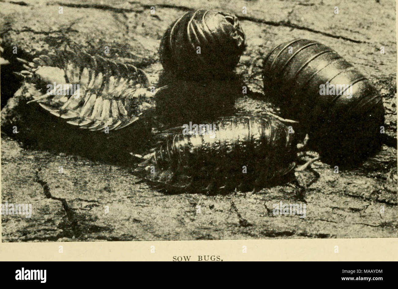. Dwellers of the sea and shore . unlike that of the familiar terrestrial isopod crustacean called the &quot;sow bug.&quot; After the manner of the sow bug it was able to roll itself up into a ball, and in this posi- tion its fossil has often been found. Formerly the two were thought to be related, but, notwithstanding cer- tain of its crustacean characteristics, the trilobite has in recent years been classified with the Arachnida, a group including the spiders and scorpions. The truth Stock Photo