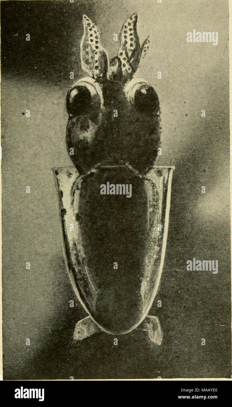 The Possession Creature