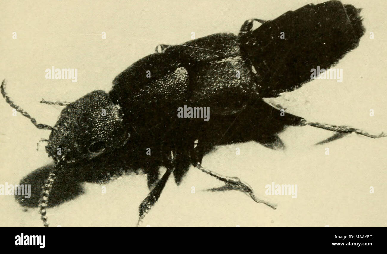. Dwellers of the sea and shore . A STAPHYLINID, OR SCAVENGER BEETLE. THIS INSECT LIVES ON THE DECAYING MATTER AT THE HIGH-TIDE MARK. recognize it. For it is Tabaniis costalis, and its painful drill is something to be avoided. Notwithstanding that Tabanus Is a true fly, or Dipteron, and is gifted with a powerful pair of wings that enables it to roam wher- ever It may list, this species Is rarely found elsewhere than In the neighborhood of the sea. Its larval life Is spent In the rich, muddy soil of salt marshes, where It feeds only on decaying plant remains. xt this period Stock Photo