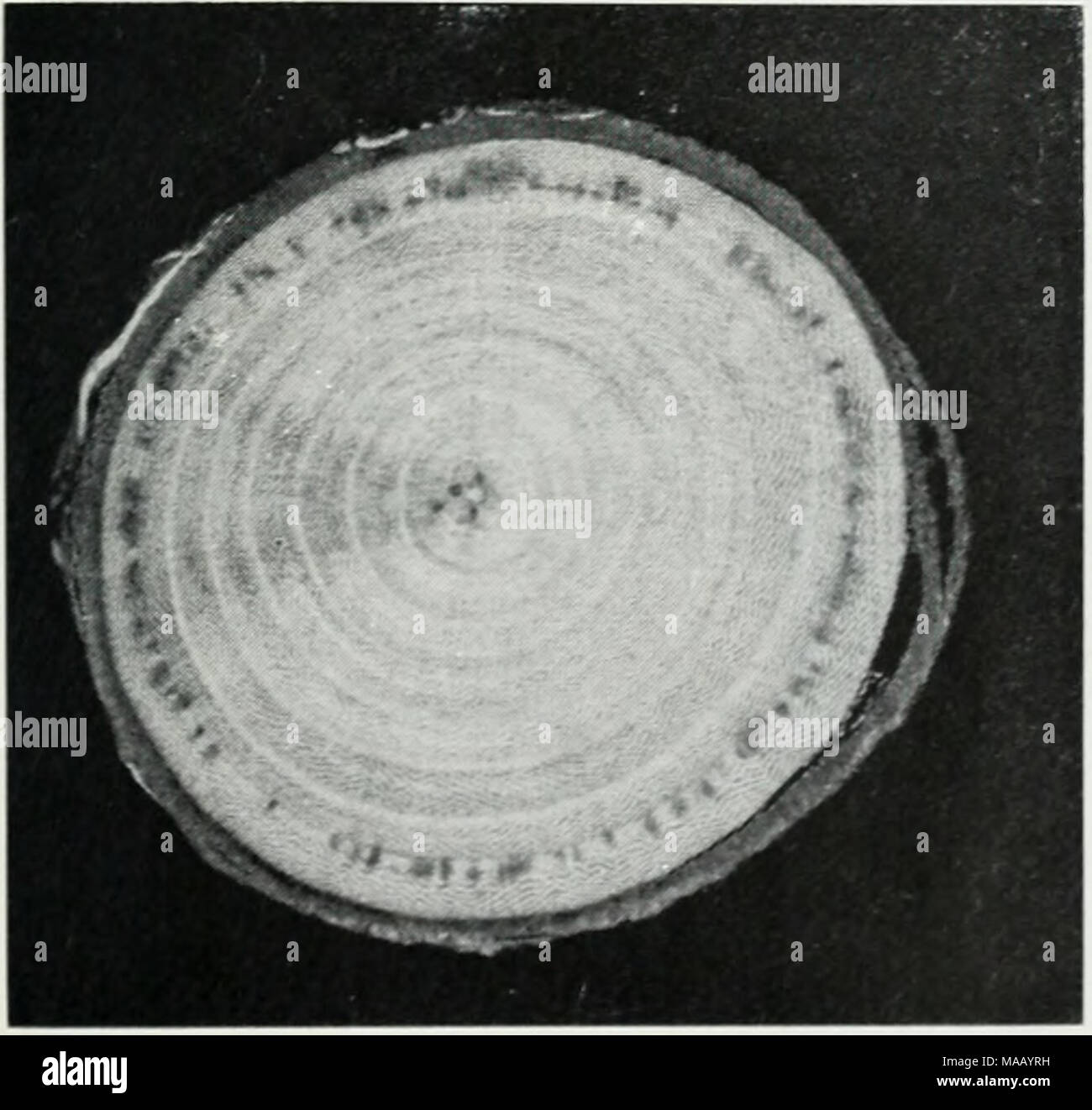 . Dutch elm disease in Illinois . Fig. 3. -In cross-section, the brown streaking caused by Dutch elm disease may appear as a series of dots, as shown here, or as a solid brown band in a single wood ring. Stock Photo