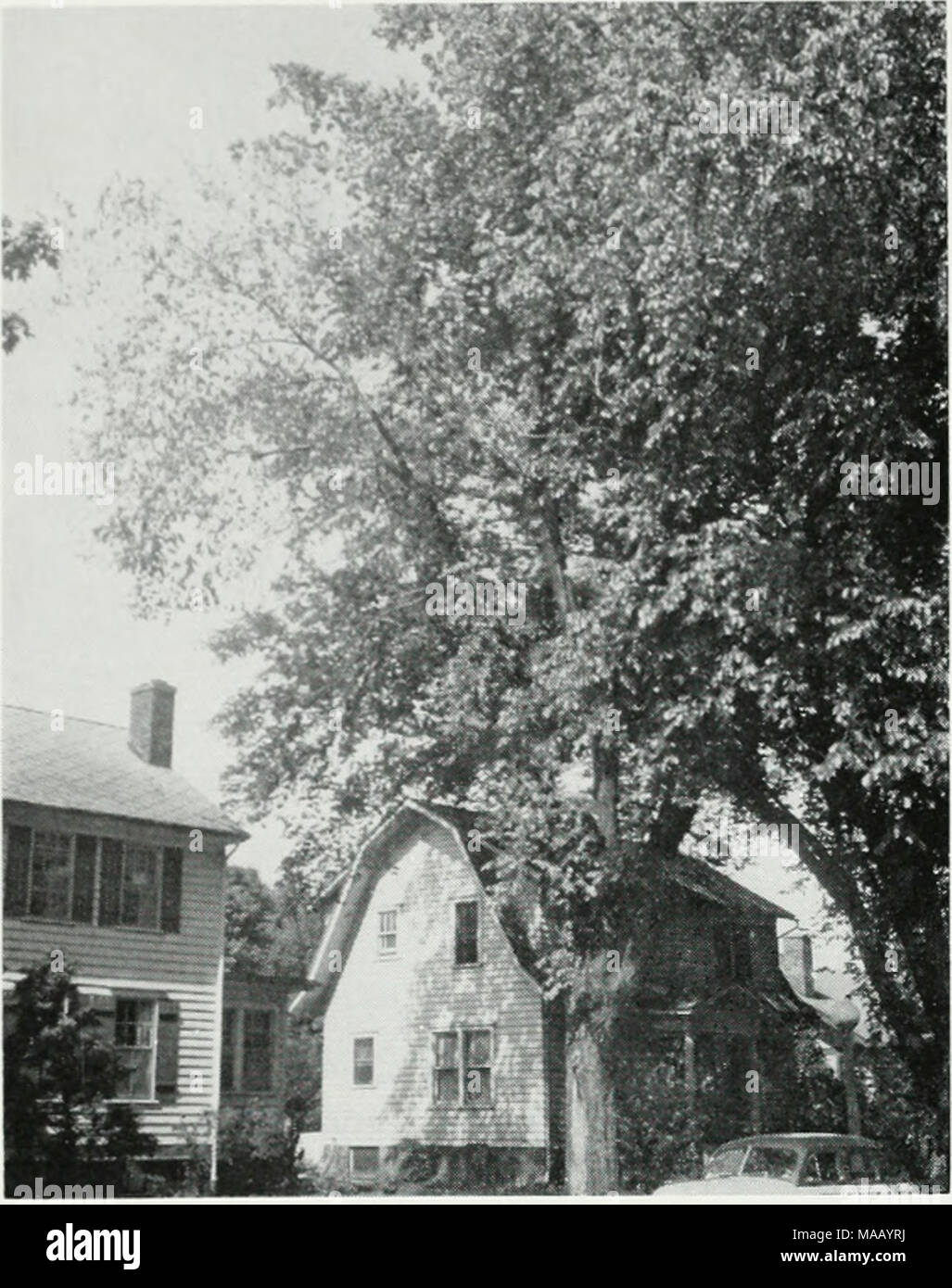 . Dutch elm disease in Illinois . Fig. 1. The earliest visible symptoms of Dutch elm disease are the wilting, curling, and yel- lowing of leaves on one or a few branches. On this tree the wilted and curled leaves are evident on the branch at the left. wilt and die rapidly probably became infected during the previous growing season, at which time they would have shown no wilt symp- toms or only limited and relatively inconspicuous symptoms. Brown streaking develops in the sapwood of diseased branches. It appears mostly in the springwood of the current-season growth. In a cross-section of a bran Stock Photo
