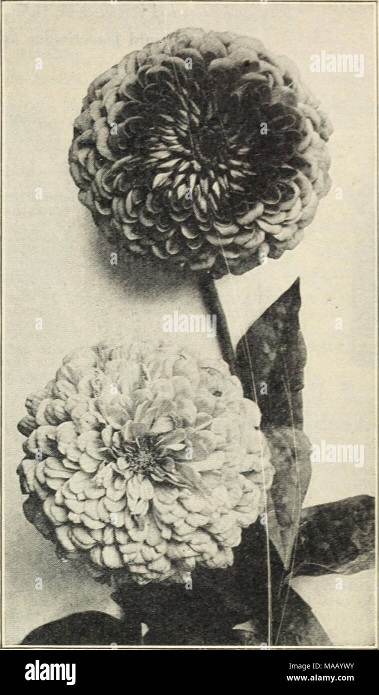 . Dutch bulbs for spring blooming . Giant Dahlia Plowered Zinnias A SELECTION OF VEGETABLE SEEDS FOR FLORISTS At prices quoted here, we deliver by mail postpaid, and allow 5% for cash. Pkt. CABBAGE. Early Jersey Wakefield. The best of the pointed-head varieties—   14 lb., $0.75 $0.10 Copenhagen Market. Early variety, solid, ball-shaped beads, ripens very uniformly % lb., 1.00 .10 Golden Acre. A splendid new cabbage of the Copenhagen market type, very early and uniform   15 Large Date Plat Dutch. Standard late variety % lb., .65 .10 CAULIFLOWER. Extra-Early Dwarf Er- furt. Special strain for gr Stock Photo