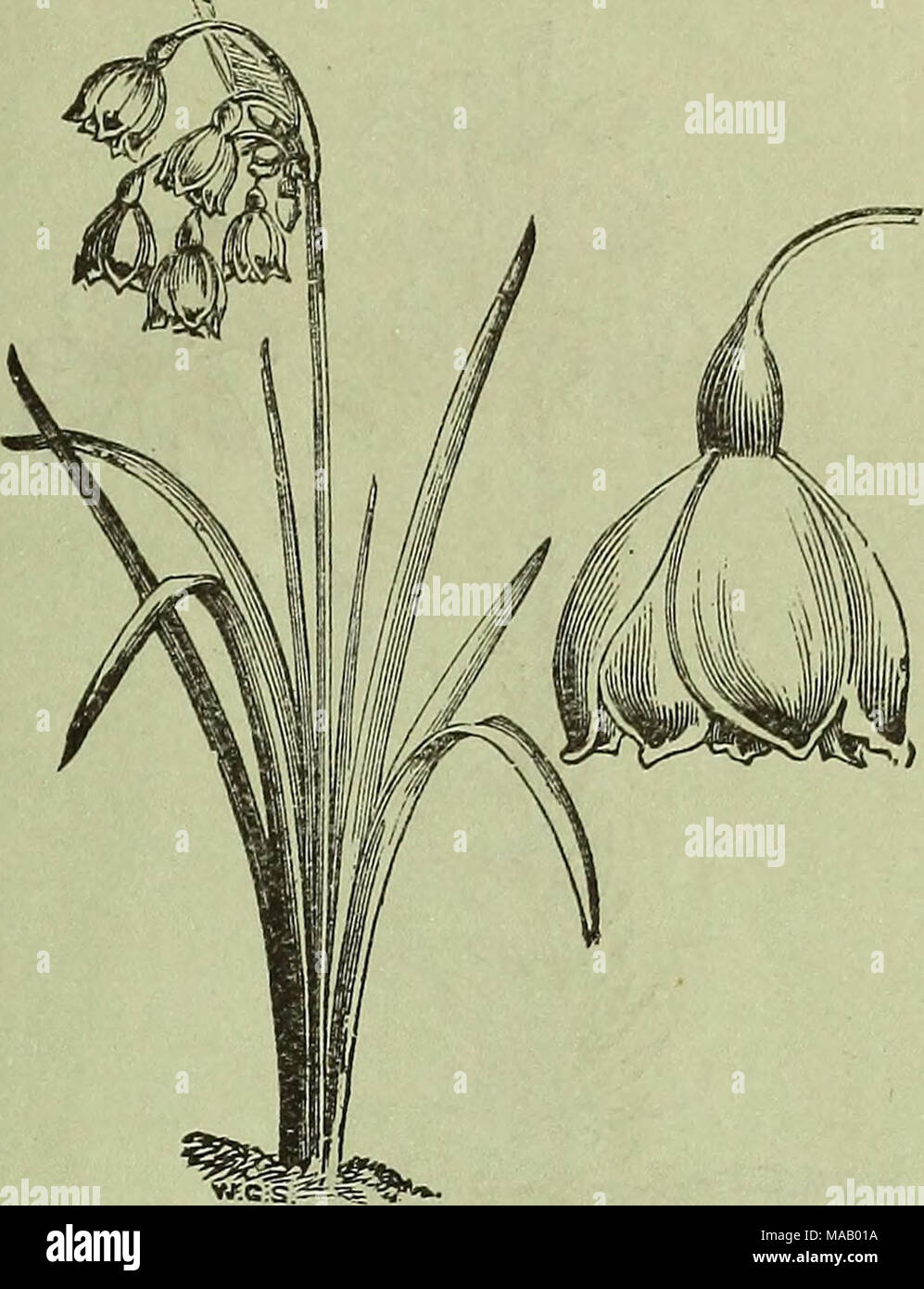 Dutch Bulbs Amp Flower Roots Small Fruits And Sundries Plants For Winter Flowering Seeds For Fall Sowing Etc For Sale At Peter Henderson Amp Co S Seed Store 35 Cortlandt Street