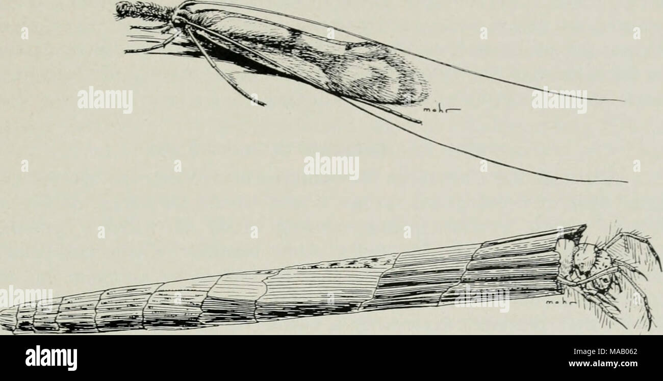 . The Dunesland heritage of Illinois . Fig. 14.—The caddisfly Trianodes tarda Milne, one of the species living in the Dead River. Above, adult insect. Below, tapering case made of bits of leaves; the front portion of the larva is shown protruding from the open end of the case. The larva drags its case with it when it crawls over submerged vegetation. that live only on meadowsweet, a species of sawfly that lives only on horsetail, and a peculiar assemblage of northern caddisflies occurring in the Dead River. These caddisflies, fig. 14, are aquatic insects whose larvae make either portable cases Stock Photo