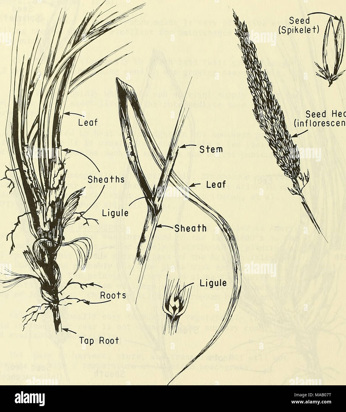 Strandgras . Dune building and stabilization with vegetation . Figure 16 ...