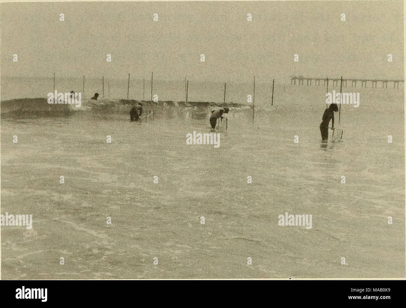 . DUCK85 surf zone sand transport experiment . Figure 9. Streamer traps ...
