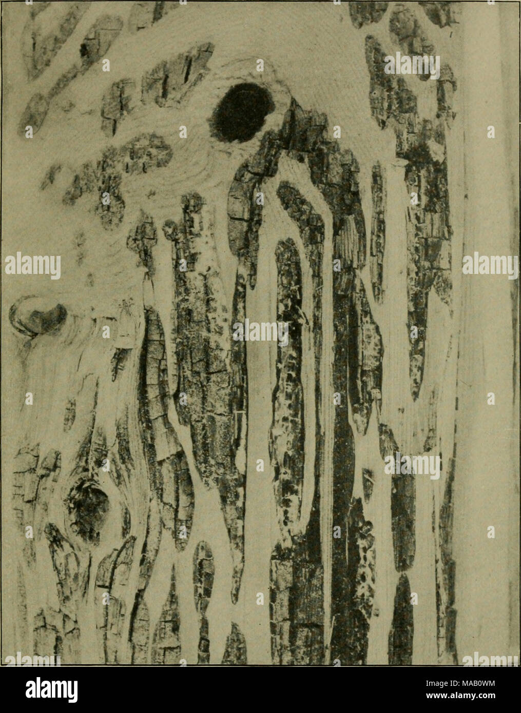 . The dryrot of incense cedar . Typical DryRot in Incense Cedar