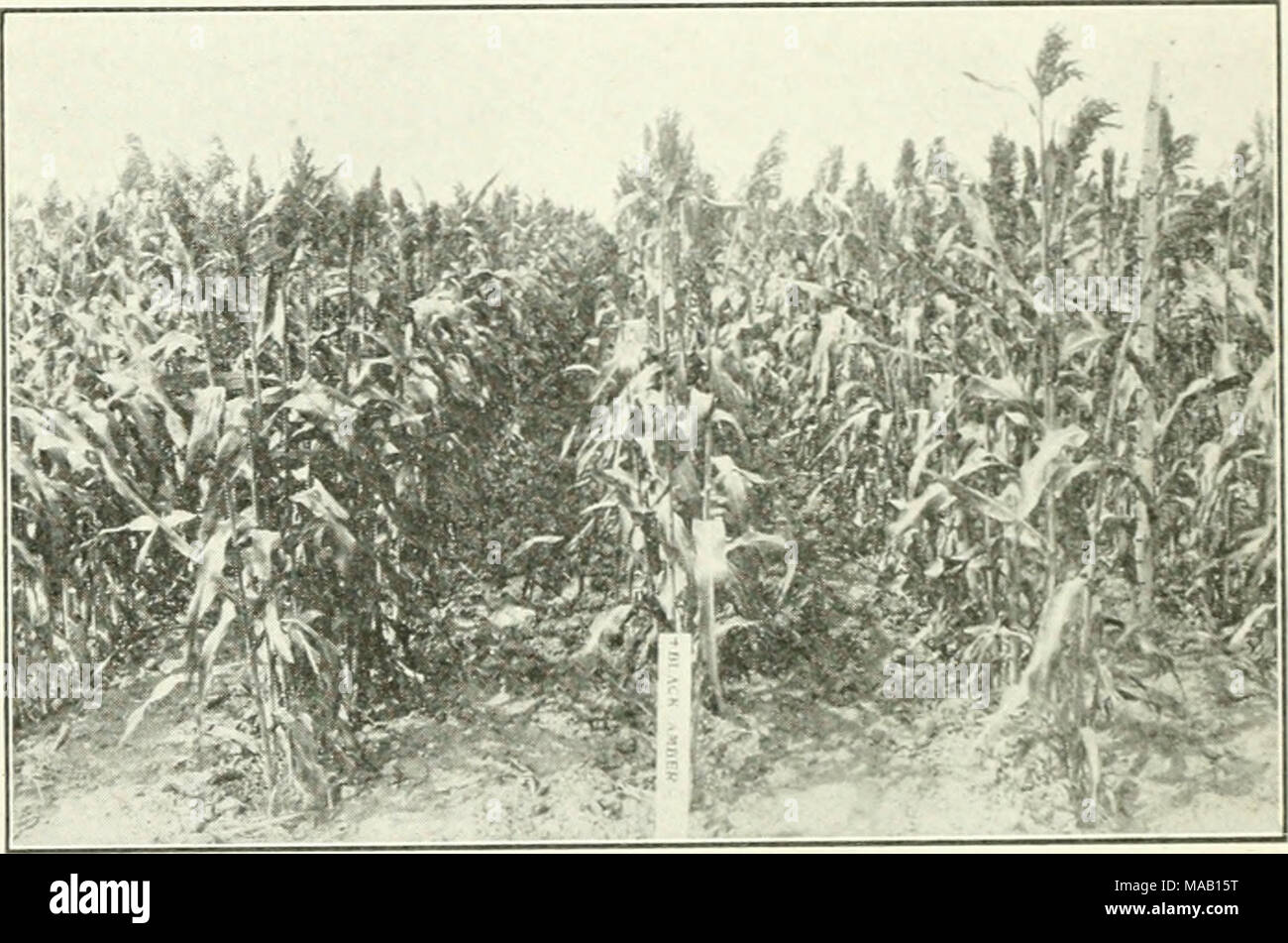 . Dry farming in western Canada . Fig. 99.—Black Amber Sorghum in Kansas. This is one of the leading typos of drought-resistant forage crops in the South. after the sorghum crop in place of the fallow. It is only under the most favorable conditions that corn should be used in this way. 250. Kansas Dry Farm Crops.—The best dry farming crops in Kansas arc of two distincl kinds. First, those that are able to withstand extremely hot summer weather and take advantage of moisture whenever rain may occur and second, those thai mature early enough in the spring to escape the hot dry summer weather. Th Stock Photo