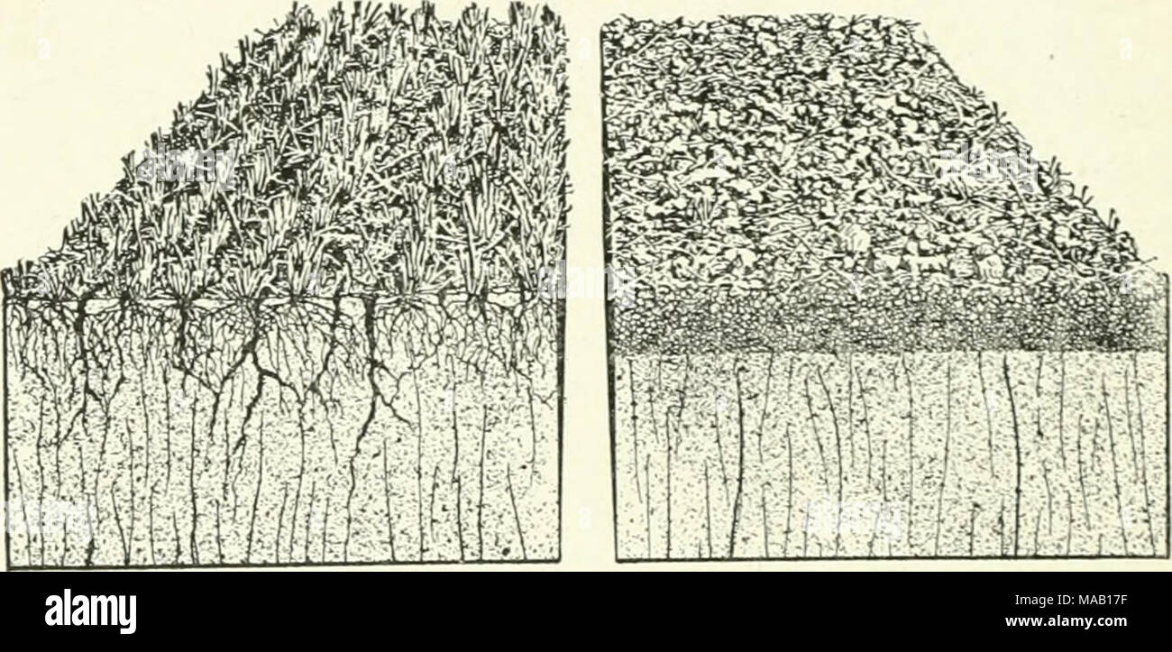 . Dry farming in western Canada . Fig. 60.—Effect of Disking Stubble Land. Diagram showing on the left uncultivated stubble, and on the right double disked stubble. Note the absence of cracks in the subsoil of the cultivated land. by seeds but by underground creeping stems. These weeds cannot be controlled by burning or disking or other surface cultivation. Plowing, preferably in the dry season, when the roots can be exposed to the hoi sun and drying wind, is the only remedy for those legacies of poor breaking. Other plants of a similar nature art1 brome grass, Canada thistle and sow thistle.  Stock Photo