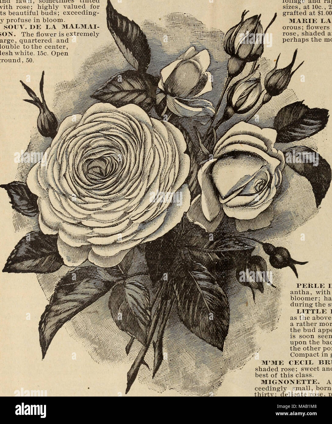. Drumm Seed and Floral Co. : Fall, 1894-5 . CLOTHILDE SOUPEKT. SOMBREUIL. This magnificent variety has immense finely formed flowers of a beautiful white, tinged with a deli- cate rose. It is a rich and imposing flower, and has the ad- vantage also of most beautiful foliage, itself very fragrant; especially fine in the fall. SUNSET. A sport from Perle des Jardins, which it closely resembles, except in color; the color is a remarkable shade of rich golden amber, elegantly tinged and shaded with dark, ruddy copper, intensely beautiful; with us has not proved as vigorous a grower as its parent.  Stock Photo