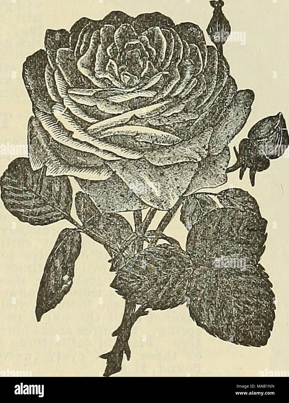 Drumm Seed And Floral Co La France Which Are A Rich Deep Rose Highly Esteemed For Its Rich Color And Beautifully Formed Buds Very Sweet Beauty Of Stapleford The Flowers