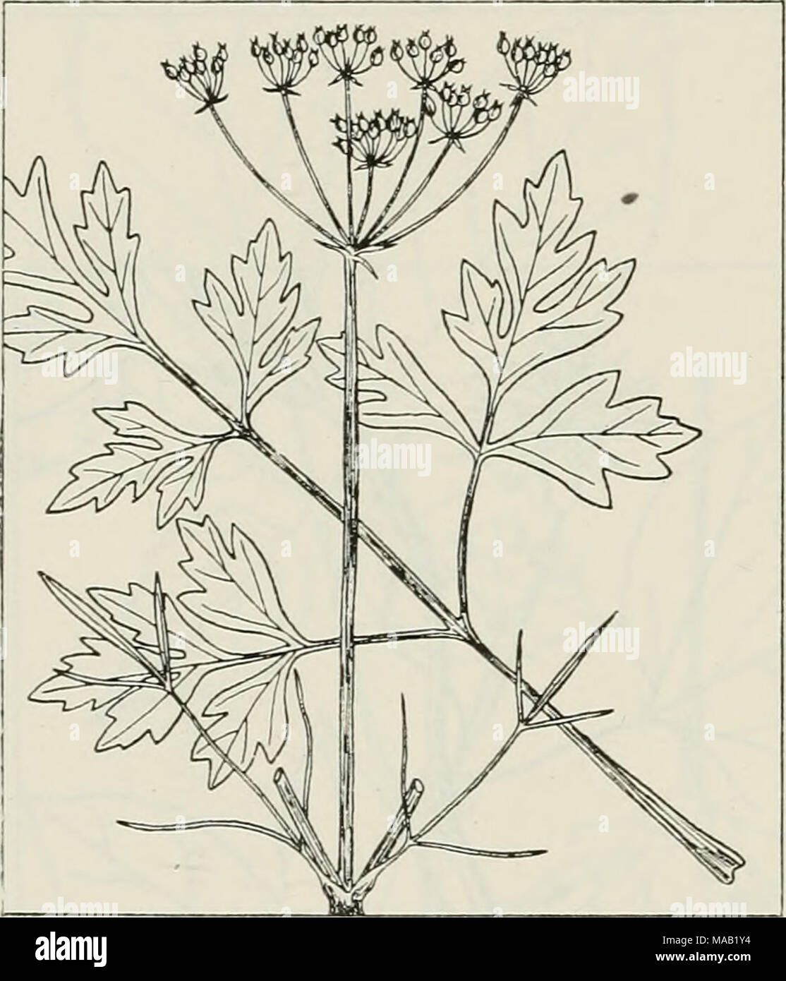 . The drug plants of Illinois . PETROSELINUM HORTENSE Hoffm. {P. sativum HoflFm.) Parsley. Umbelliferae. The seed and root collected. Grown in gardens; not known to have become estab- lished as an escape. Yields an oily resin (oleoresin of parsley seed) and apiol, the aromatic derivative from the resin. The seed is used as a car- minative, stimulant, and diuretic; apiol is used as an emmenagogue, ecbolic, and anti- pyretic. Stock Photo
