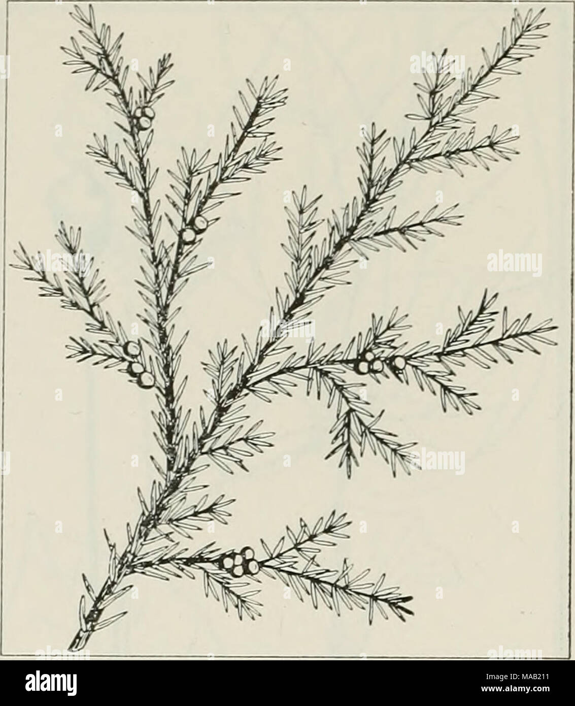 . The drug plants of Illinois . JUNIPERUS COMMUNIS L. Com- mon juniper, hackmatack, horse savin, gorst. Pinaceae. U. S. P. XI, p. 256.— A low and spreading or upright, small shrub or tree, evergreen; bark of the trunk shreddy; foliage in the form of needles, the needles straight, rigid, sharp-pointed, up to ]/i inch long; flowers lacking, cones present instead; fruit blue, glaucous, berry- like, 14 inch in diameter, 3-seeded. The fruit collected in fall and winter, when ripe. In cultivation as an ornamen- tal; established near Lake Michigan in Lake County. Contains the fragrant oil of juniper. Stock Photo