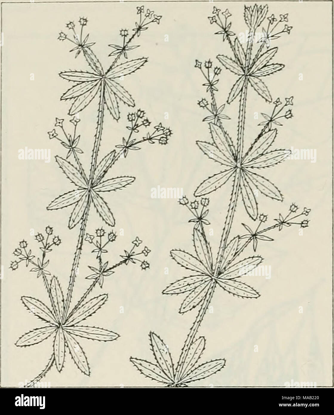 . The drug plants of Illinois . GALIUM APARINE L. Cleaver's herb, cleavers, goose grass. Rubiaceae. —A low, weak, reclining or scrambling, prickly herb, annual; stem square, with recurved prickles, 2 to 5 feet long; leaves oblanceolate, 1 to 3 inches long, 6 or 8 at a node, hispid and rough on the margin and midrib; flowers white, small, in groups (1 to 3) on axillary peduncles; fruit appearing double, fleshy, covered with hooked prickles. The herb collected. Common through- out the state in gardens, along roads and streams, and in moist woods; May and early June. The species of Galium contain Stock Photo