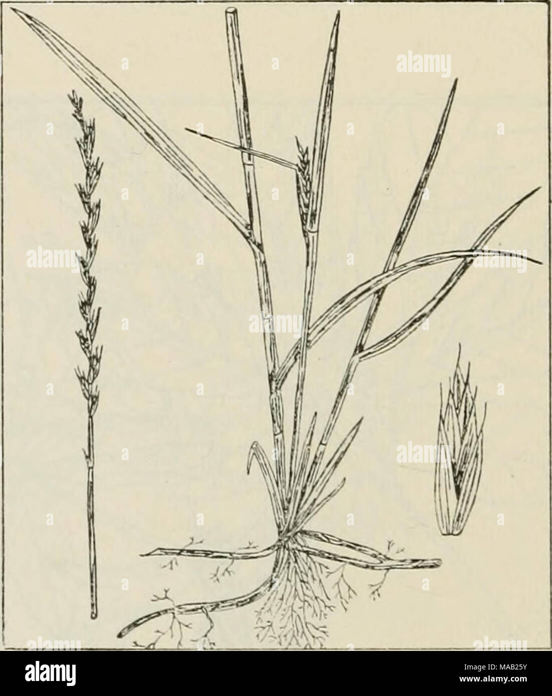 . The drug plants of Illinois . AGROPYRON REPENS (L.) Beauv. Dog grass, quack grass, wheat grass, couch grass, triticum. Gramineae.— An herbaceous grass 1 to 4 feet tall, per- ennial ; rootstocks long, creeping, bright greenish-j^ellow; roots fibrous; leaves bright green or glaucous, flat or inrolled, narrow, rough on the upper surface; spike- lets 3 to 8 flowered, set in two rows on opposite sides of the stem to form a termi- nal spike 3 to 8 inches long; glumes sharp- tipped or awned, strongly nerved. The rootstocks (not the roots) collected in the spring. Introduced and established along ra Stock Photo