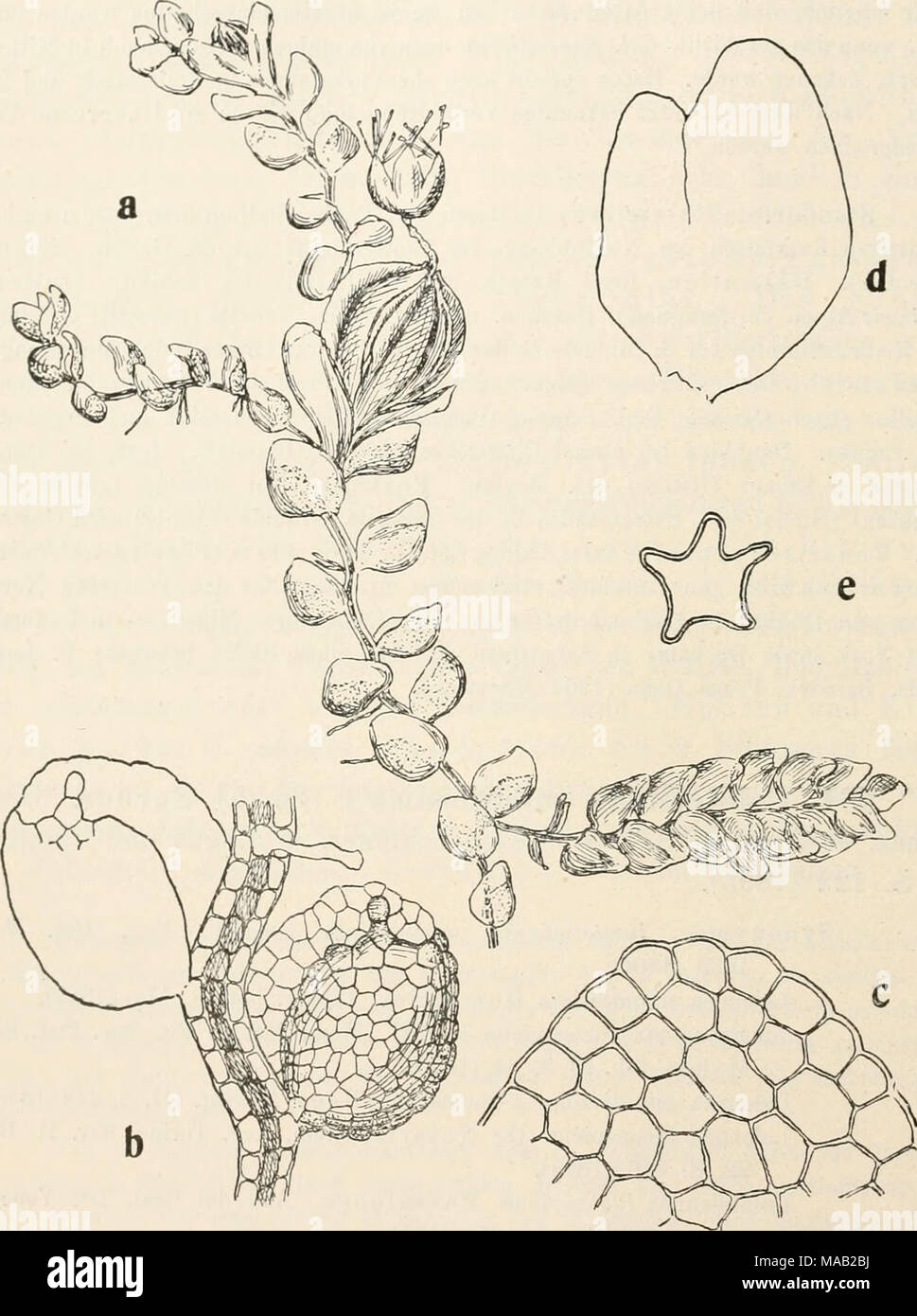 . Dr. L. Rabenhorst's Kryptogamen-Flora von Deutschland, Oesterreich und der Schweiz . Fig. 188. Cololejeunea minutissima. a Pflanze mit Periantbien, Sporogon und cf Aste (unten rechts) Verg. &quot;^; b 2 Blätter von der Unterseite, Verg. &quot;»/,; c Zellnetz an der Blattspitze, Verg. *o«&gt;/,; d 9 Hüllblatt ausgebreitet, Verg. »o/,; e Querschnitt durch das obere Drittel des Perianths, Verg. &quot;/,. Stock Photo