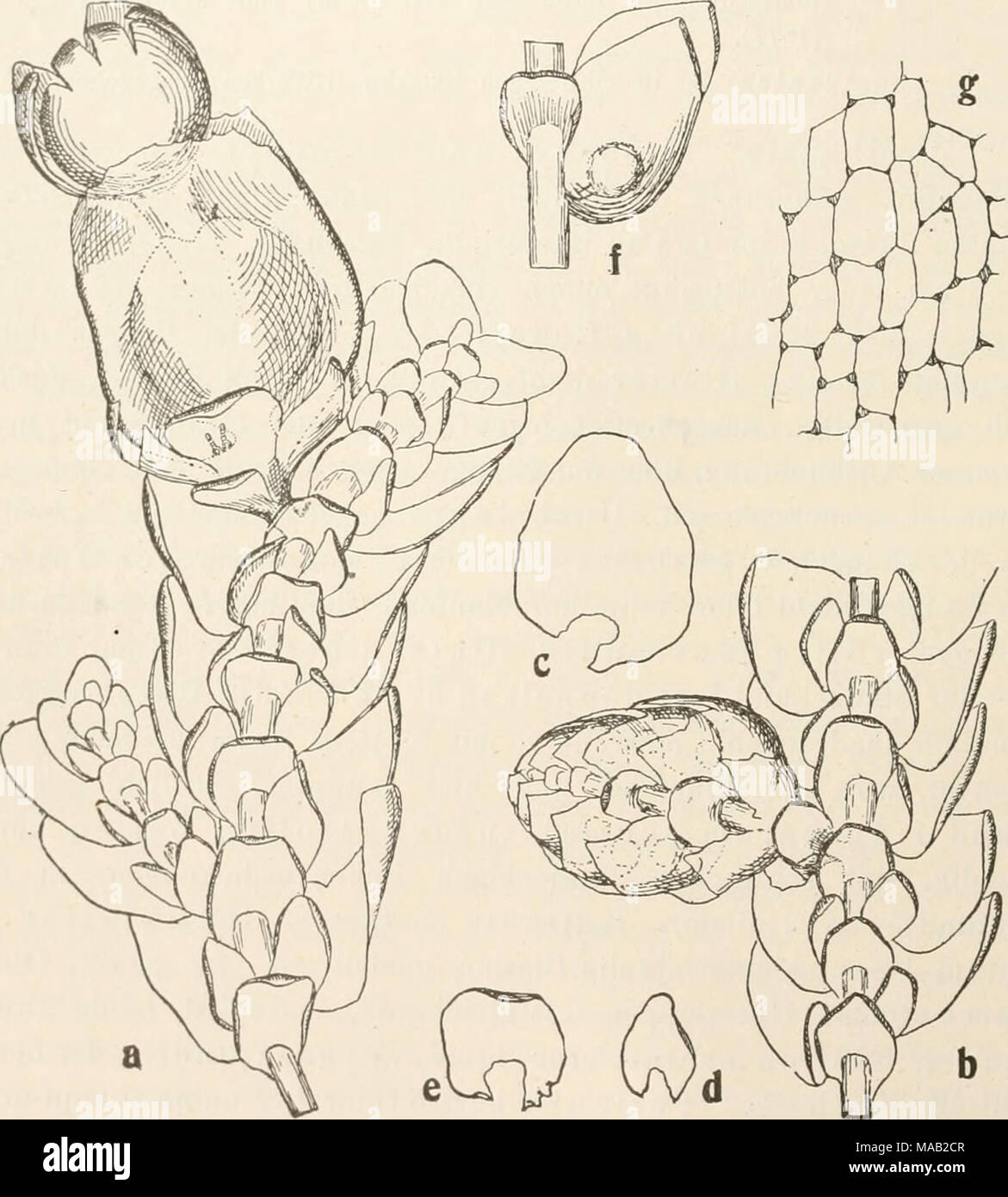 . Dr. L. Rabenhorst's Kryptogamen-Flora von Deutschland, Oesterreich und der Schweiz . Fig. 166. Madotheca platyphylla. a Sporogon tragendes Aststück; b cT Ähre an einem Aststück; c Oberlappeu, d Unterlappen, e Tnterblatt; f cT Hüllblatt; alles Vergr. =&quot;&gt;/,. g Zellen der Kapsel- außeuwaud, Verg. '°%. Vergl. auch Fig. 161 auf S. 557. Stock Photo