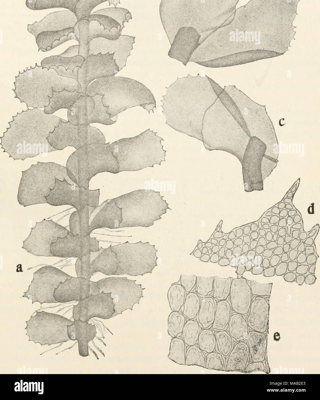 . Dr. L. Rabenhorst's Kryptogamen-Flora von Deutschland, Oesterreich und der Schweiz . Fig. 144. Scai^auia gracilis. a Prtauze, Verg. &quot;/,; L und c einzelne Blätter, Verg. ^7i&gt; ^ Zellnetz an der Blattsijitze, Verg. '^°/,; e Zellen in der Blattmitte, Verg. '^&quot;/i* Nach K. Müller, Scapania-Mouographie. Stock Photo