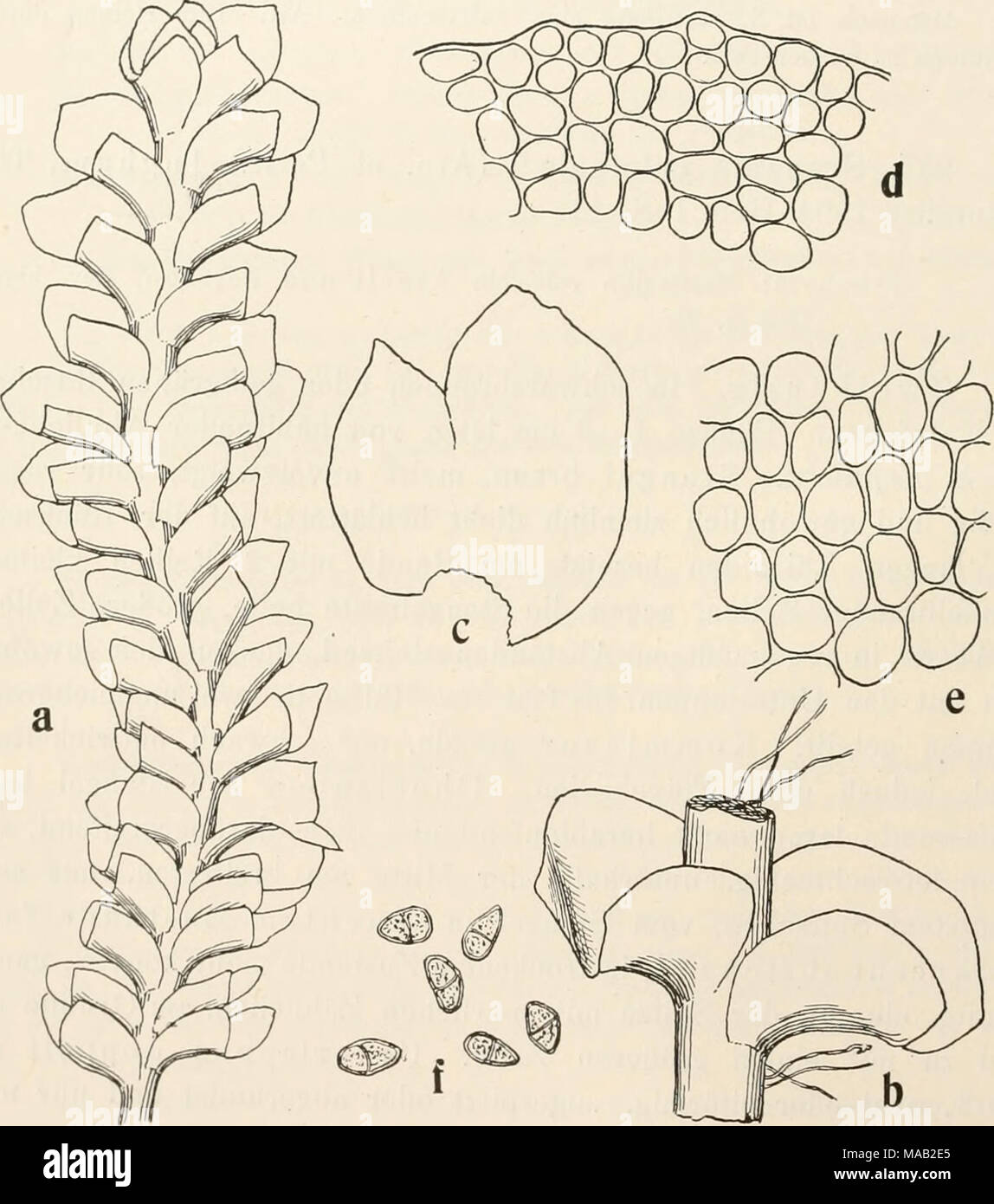 . Dr. L. Rabenhorst's Kryptogamen-Flora von Deutschland, Oesterreich und der Schweiz . Fig. 142. Scai.aiiia calcicola. a Pflanze, Verg. &quot;/i ; b Tilätter, Verg. *^i,; c Blatt ausgebreitet, Verg. «/,; d Zellen am Blattrande, e in der Blattmitte, Verg. 240/^ . f Gemmen, Verg. 240/^, Stock Photo