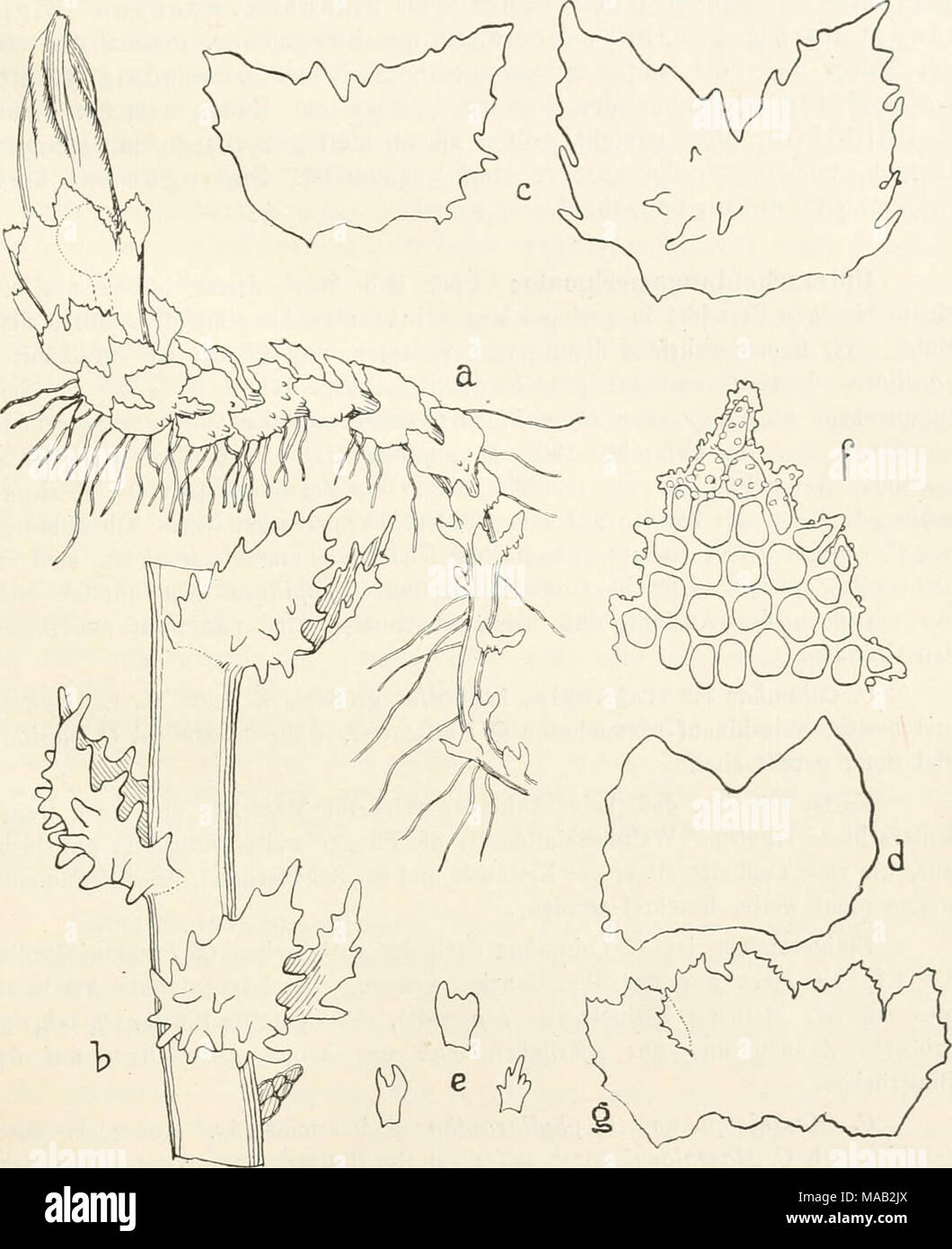 . Dr. L. Rabenhorst's Kryptogamen-Flora von Deutschland, Oesterreich und der Schweiz . Fig. 54. Cephaloziella Columbae. a Perianth tragende Pflanze, Verg, *°/i; b Stengelstück mit Blättern, welche auf dem Eücken papillenförmige Auswüchse tragen, Verg. '^&quot;/i 5 '^ ^^^^ ^ einzelne Blätter ausgebreitet, Verg. '&quot;/n ^ Unterblätter, Verg. '%; f Zipfel eines Blatt- lappens mit Zellnetz und Papillen auf der Kutikula, Verg. 350/^. g ^ Hüllblatt- kelch aufgescbuitteu und ausgebreitet, Verg. '^/i. (Nach den Originalpflanzen). Stock Photo