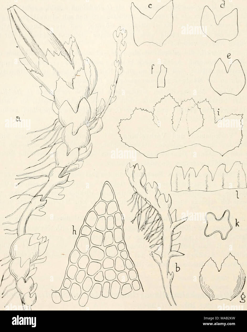 . Dr. L. Rabenhorst's Kryptogamen-Flora von Deutschland, Oesterreich und der Schweiz . Fig. 37. Cephaloziella myriantha. a Perianth tragende Pflanze, Yerg. '-Â»oj^; h Steriles Stengelende, Verg. &quot;'O/,; câe einzelne BlÃ¤tter ausgebreitet, Verg. &quot;'0/^; f Unterblatt, Yerg. ^o/j; g (f HÃ¼llblatt unterhalb des Perianths. Yerg. 50/^; h Blattzipfel mit Zellnetz, Yerg. ^oo/^; i HÃ¼ll- blattkranz ausgebreitet, Yerg. â '0/^; k Querschnitt durch das Perianth im oberen Drittel, Yerg. â '^l^â , 1 PerianthmÃ¼ndung ausgebreitet, Yerg. Â»o/j. Stock Photo