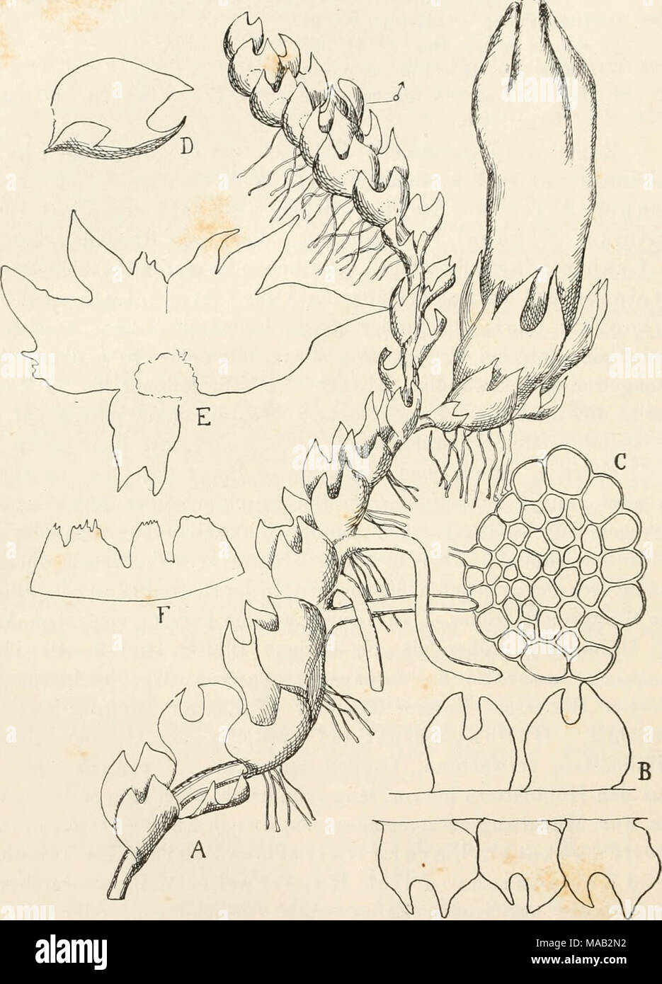 . Dr. L. Rabenhorst's Kryptogamen-Flora von Deutschland, Oesterreich und der Schweiz . Fig. 8. Cephalozia pleuiceps. A Pflanze mit Perianth, cf Ast und Stolonen, Verg. '7i; B Stengclstück aus- gebreitet, Verg. 20/j; c Stengelquerschnitt, Verg. 200/j; d ^ Hüllblatt, Verg. 20/^ ; E Hüllblattkranz, Verg. 20/^; p Perianthmündung, Verg. 20^^. Stock Photo