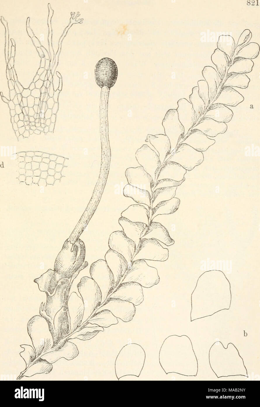 . Dr. L. Rabenhorst's Kryptogamen-Flora von Deutschland, Oesterreich und der Schweiz . Fig. 354. Chiloscyphus polyanthus. a Sporogon tragende Pflanze, Vergr. ^i^; b einzelne Blätter, Vergr. ^/i 5 c Unter- blatt mit Rhizoiden am Grunde, Yergr. ^^°j ; d Zellnetz am Blattrande, Vergr. ^^o y^, (Original von P. Janzen.) Stock Photo