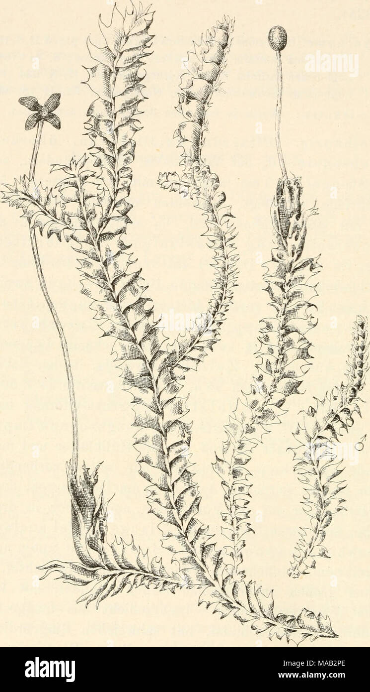. Dr. L. Rabenhorst's Kryptogamen-Flora von Deutschland, Oesterreich und der Schweiz . '^MB^^w Fig. 347. Lophocolea bideutata. Links eine Sporogon tragende, rechts eine cf Pflanze. Vergr. */i. (Original von P. Janzen.) (Vergl. auch Fig. 71, S. 91 und Fig. 88, S. 110.) Stock Photo
