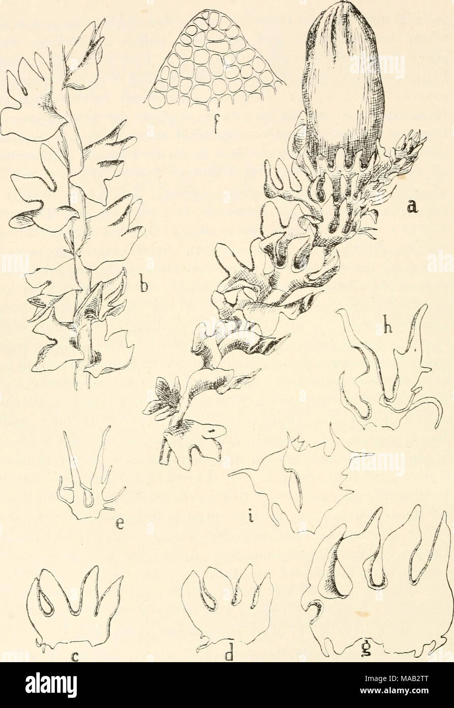 . Dr. L. Rabenhorst's Kryptogamen-Flora von Deutschland, Oesterreich und der Schweiz . Fig. 303. Lophozia quadriloba. a Perianth tragende Pflanze, Vergr. ^^i; b Steriles StengeLstÃ¼ck, Vergr. ^7i; c u. d einzelne BlÃ¤tter ausgebreitet, Yergr. ^'/i' ^ Ã¼nterblatt, Vergr. â 'Vi! f 2ell- iietz eines Blattzipfels, Yergr. *^%; gj9 HÃ¼llblatt ausgebreitet, Yergr. *% ; liâi HÃ¼ll- unterblÃ¤tter ausgebreitet, Yergr. *7i- Stock Photo
