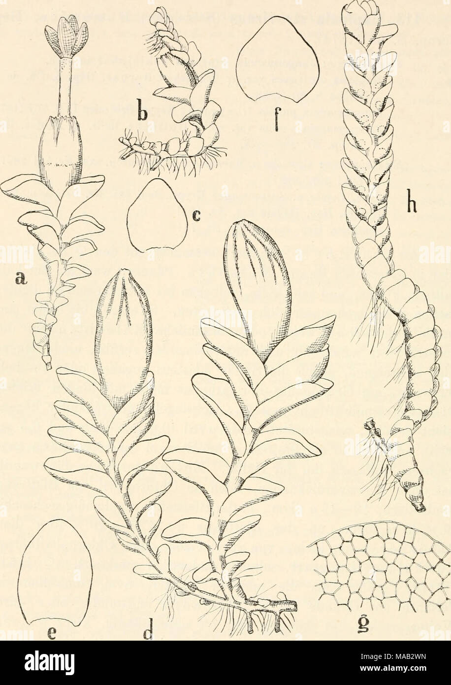 . Dr. L. Rabenhorst's KryptogamenFlora von Deutschland, Oesterreich