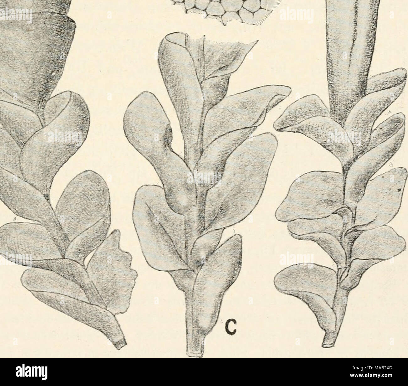 . Dr. L. Rabenhorst's Kryptogamen-Flora von Deutschland, Oesterreich und der Schweiz . t Fig. 280. Haplozia cordifolia, a Sterile Pflanze, Yerg. ^/j. b Pflanze mit Sporogon, Yerg. *'7i- c Stengelstück einer cf Pflanze, Vergr. ^-i^. d einzelnes Blatt ausgebreitet, Yerg, '^-j-^. e Zell- netz, Verg. ^^&quot;/i. Stock Photo