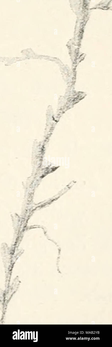 . Dr. L. Rabenhorst's Kryptogamen-Flora von Deutschland, Oesterreich und der Schweiz . Fig-. 258. Marsupella sphacelata. a Pflanze, Yerg, 7i (Original von P, Janzen); b ausgebreitetes Blatt der Original- Pflanze aus Grönland, Yerg. ^^i; c Blatt mit Stengelstück, Yerg. *Vi; ^ Zellnetz am Blattrand, Yerg. ^&quot;'^/i; e Zellnetz aus der Blattmitte, Yerg. -&quot;&quot;/i. Stock Photo