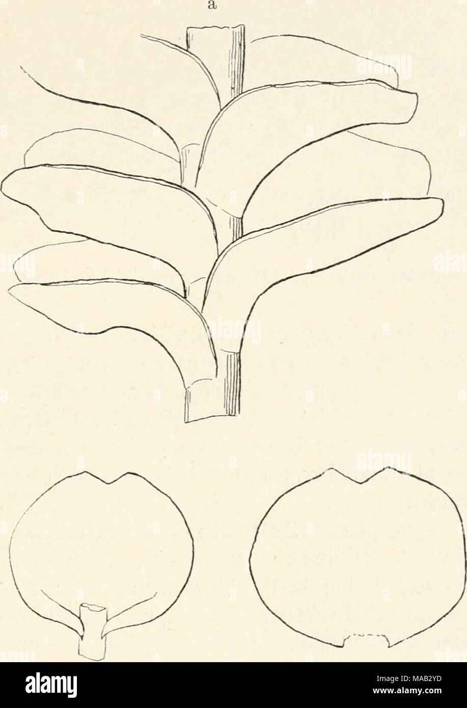 . Dr. L. Rabenhorst's Kryptogamen-Flora von Deutschland, Oesterreich und der Schweiz . Fig. 25(3. Marsupella aquatica. a Steil gelstück, Yerg. ^7i; ^J einzelue Blätter, Verg. '^i. gerollten Blatträndern. Perianth reicht bis an den Kand der obersten H ü 11 b 1 ä 11 e r. var. gracilis C.Jensen, Meddel. om Grönland Bd. 30. S. 310 (1906). Pflanzen schwarzgrün, 3—5 cm lang, fadenförmig. Blätter klein, nur 0,6 mm breit, fast gar nicht ausgebuchtet, am unteren Stengelteil nur noch die Blattnarben vorhanden. Zellnetz kleiner als bei dem Typus. Wächst untergetaucht im Wasser. M. aquatica hat den Wert e Stock Photo