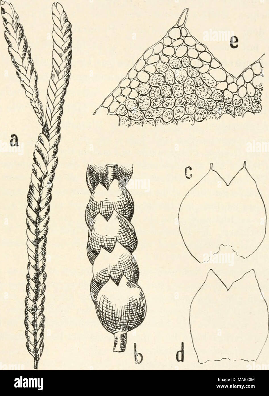 . Dr. L. Rabenhorst's Kryptogamen-Flora von Deutschland, Oesterreich und der Schweiz . Fig. 244, Marsupella apiculata. a StÃ¼ck einer Pflanze, Verg. ^Vi; b StengelstÃ¼ck mit BlÃ¤ttern, von der Seite ge- &gt;sehen, Verg. ^&quot;/i J ^ normales Blatt, ausgebreitet, Verg. *7i; d Blatt ohne aufgesetzte Spitzchen, Verg. â *7i; e Zellnetz eines Blattzipfels mit hyalinem Saum, Verg. ^&quot;^^i- verÃ¤stelt, mit Stolonen. BlÃ¤tter breit rechteckig, an der Basis am breitesten, sehr stark konvex, oben zu ^'5 durch scharfen Einschnitt in zwei scharf zugespitzte Lappen geteilt. Spitzchen aus einer langen o Stock Photo