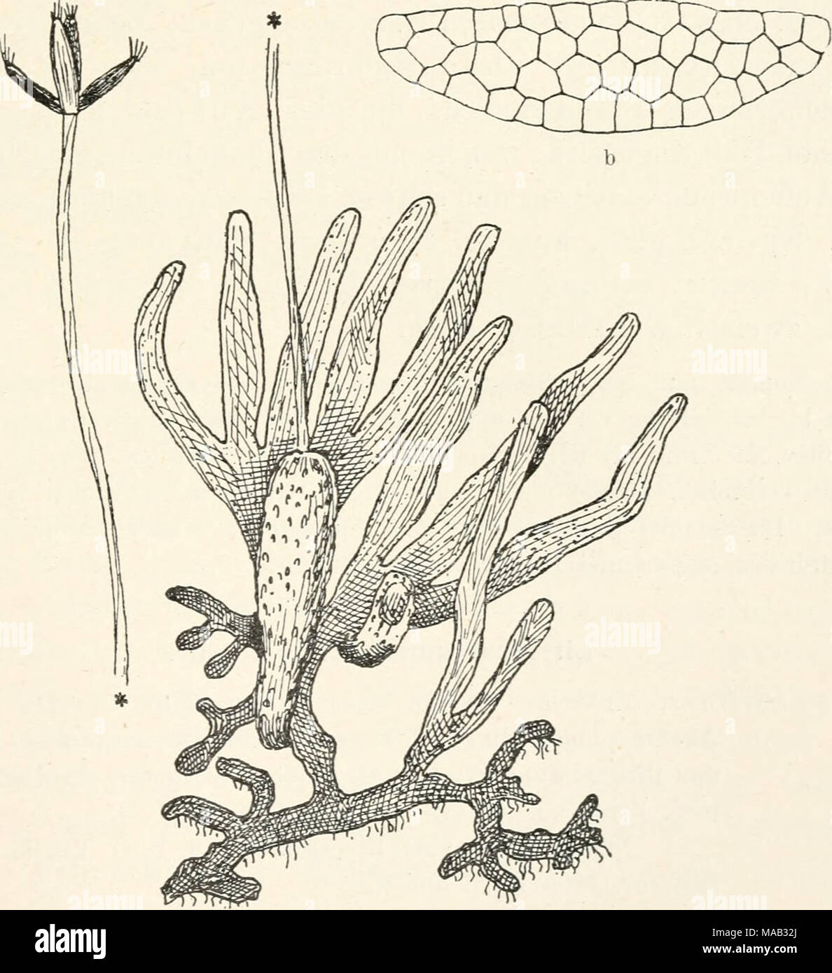 . Dr. L. Rabenhorst's Kryptogamen-Flora von Deutschland, Oesterreich und der Schweiz . Fig. 205. Aneura palmata. •ogon, Verg. ^^/i. b Thallusqu( (Yergl. ferner Fig. 1 S. 8, Fig. 49 S. 62, Fig. 71, 1 S. 91, a Pflanze mit Sporogon, Verg. ^^U. b Thallusquerschnitt, Verg. ^oo^^. Stock Photo