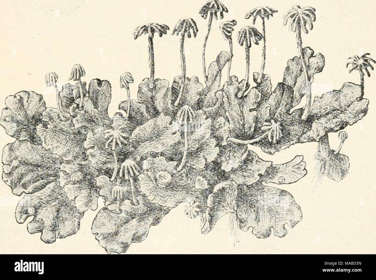 . Dr. L. Rabenhorst's KryptogamenFlora von Deutschland, Oesterreich