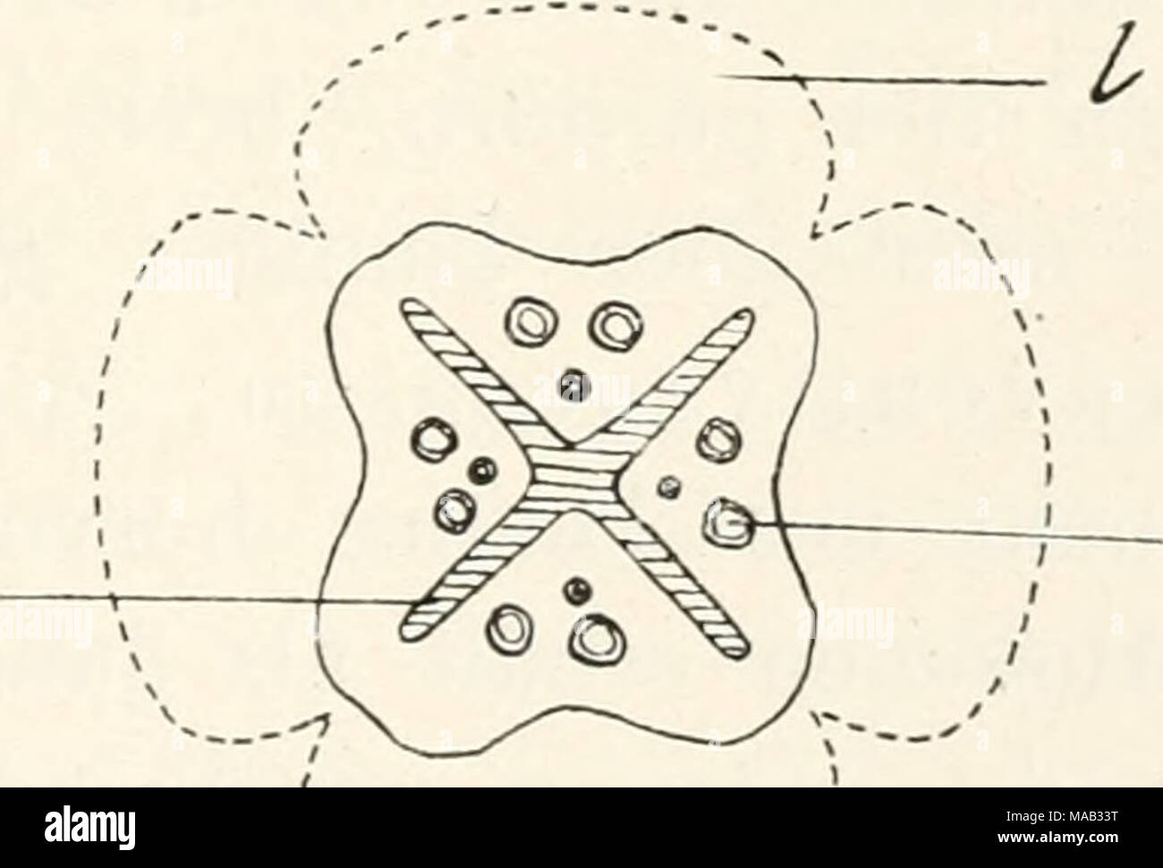 . Dr. L. Rabenhorst's Kryptogamen-Flora von Deutschland, Oesterreich und der Schweiz . Fig. 183. Preissia eommutata. Schematische Anlage der 9 Inflorescenz. s = Strahlen: a = Archegone (die ältesten zu äußerst). Die ausgezogenen Linien = Umriß der jungen Inflorescenz, die punktierten Linien = Umriß der ausgewachsenen InÜorescenz. Zwischen zwei Strahlen wachsen die Lappen 1 am stärksten. Stock Photo