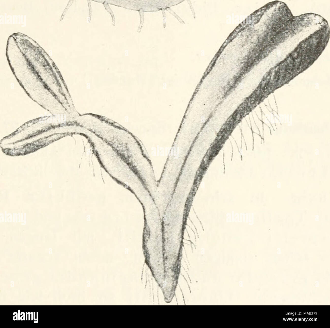 . Dr. L. Rabenhorst's Kryptogamen-Flora von Deutschland, Oesterreich und der Schweiz . Fig. 133. Kiccia nigrella. a Thallusstück, Verg. ^o/^. ^ Thallusquersclinitt; Verg. ^7, über die Höhe der E23idermis hervoj-ragen. Sporogone im ganzen Thalhis zerstreut, oft dicht gedrängt beisammen. 8 p o r e n schwarz, 60—80 ^i diam.. mit manchmal sehr deutlichem, gelbbraunem, gekerbtem Saum und papillösen Außenflächen. Felderung gewöhn- lich schwer sichtbar. 8—10 je 5—6 h weite Felder im Durch- messer der Spore. Ausdauernd: nur in den südlichen Ländern Europas. forma elongata Levier. nov. forma. Pflanze m Stock Photo