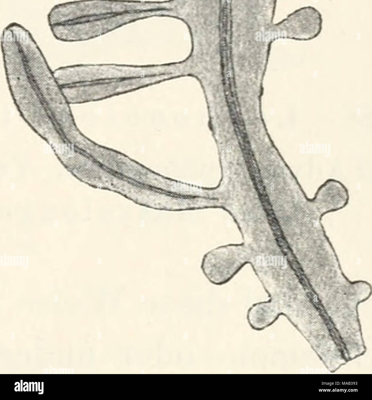 . Dr. L. Rabenhorst's Kryptogamen-Flora von Deutschland, Oesterreich und der Schweiz . Stock Photo