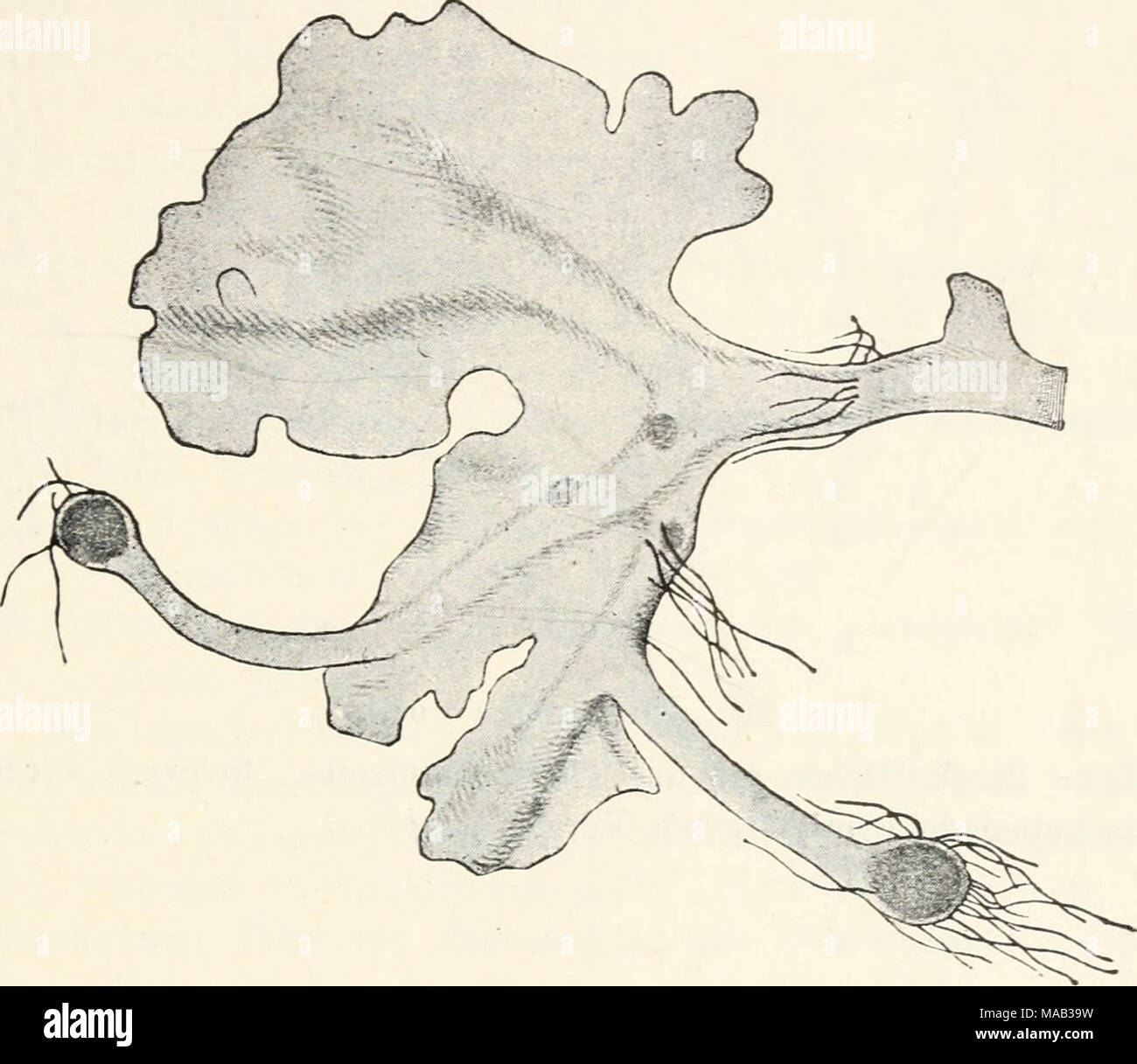 . Dr. L. Rabenhorst's KryptogamenFlora von Deutschland, Oesterreich