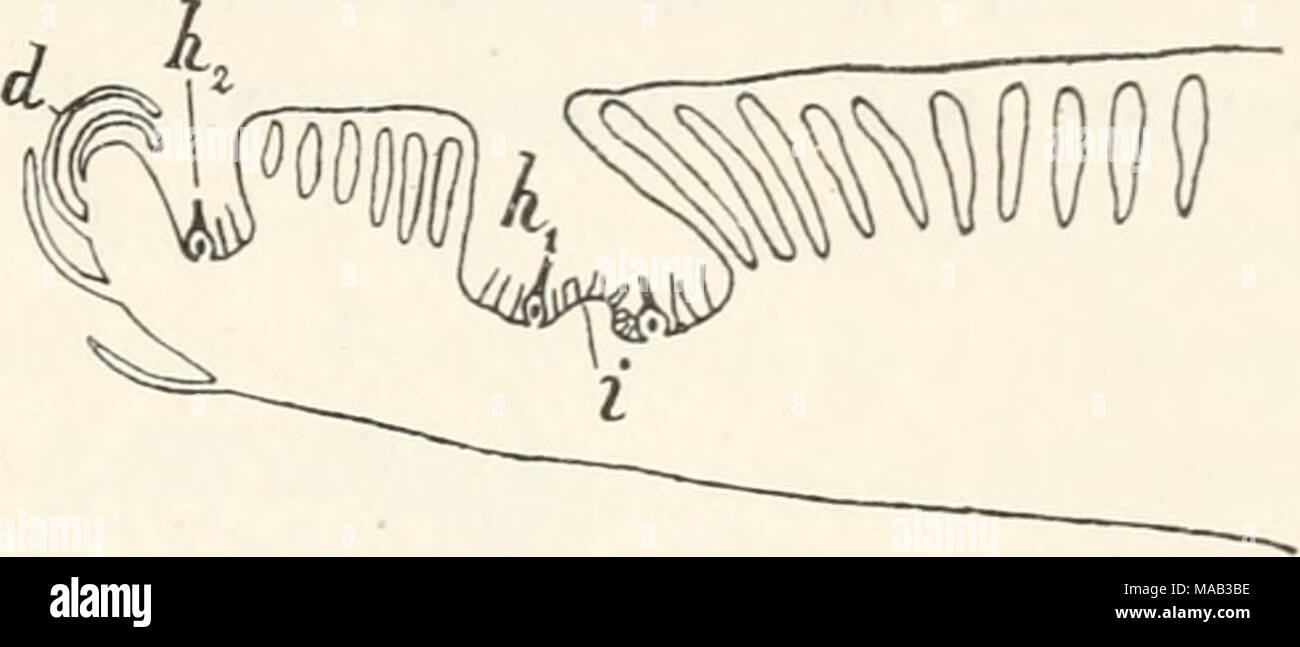 . Dr. L. Rabenhorst's Kryptogamen-Flora von Deutschland, Oesterreich und der Schweiz . Fig. 54. Corsinia marchantioides. Längsschnitt durch einen 9 Spross mit zwei Archegonständen. hj r= Frucht- höhle mit einem tälteren Stande und be- fruchteten Archegonien; i= Anlage der Hülle ; h2 jüngere Fruchthöhle. Verg. '-^i- (Nach Leitgeb.) Wachstum des Thalhis allmählich in Crrubcii vcrs(&gt;iikt; in diesen entwickelt sich später mmitten der Archegonien ein Höcker mit T^iiftkammern und Atemöffnungen, in welchem die Archegonien in seitlichen Xischen eingesenkt und von Lamellen geschützt sind. Bei andere Stock Photo