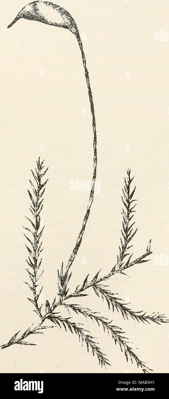 . Dr. L. Rabenhorst's Kryptogamen-Flora von Deutschland, Oesterreich und der Schweiz . Ehynchostegiella Jacquinii (Garov.). Ilabitusbild y. Stock Photo